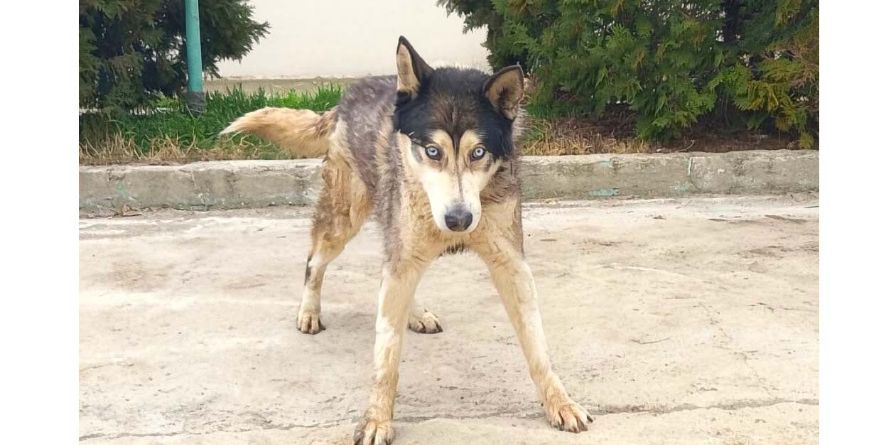 დაკარგული ჰასკი ან ჰასკის მეტისი თავშესაფარშია