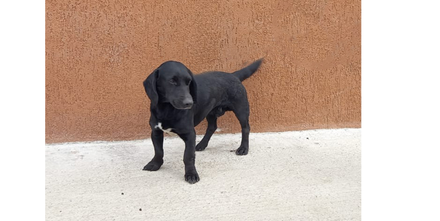 თავშესაფრიდან ჩუქდება ტაქსას მეტისი