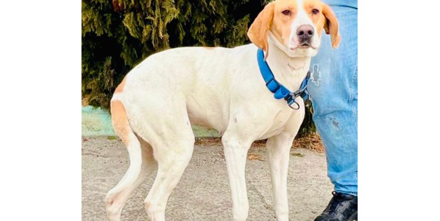 თავშესაფრიდან ჩუქდება პოინტერის მეტისი