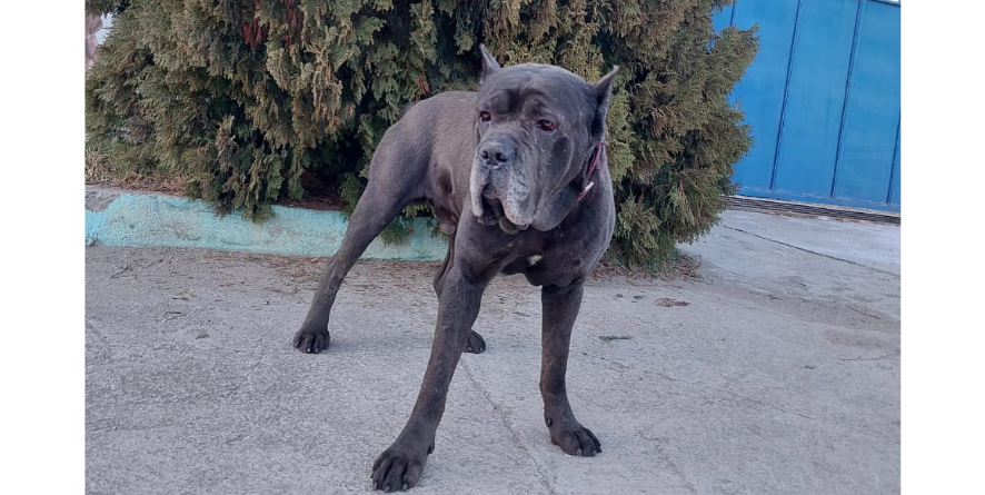 დაკარგული კანე კორსო ან კანეკორსოს მეტისი თავშესაფარშია