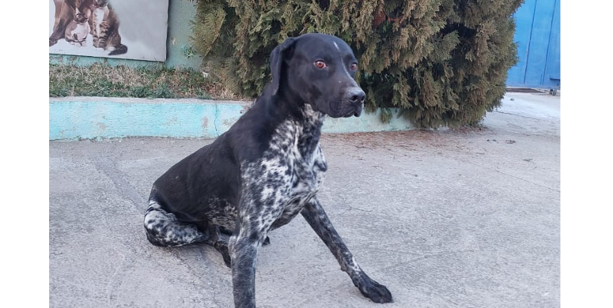 დაკარგული კურცჰაარი ან კურცჰაარის მეტისი თავშესაფარშია