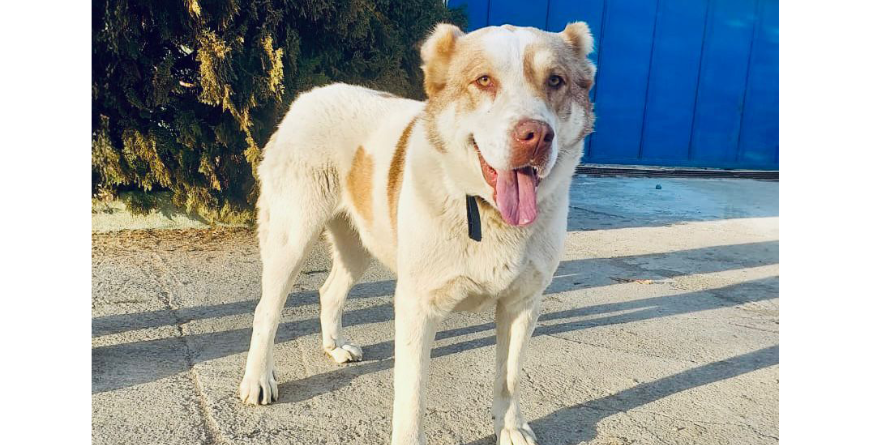 დაკარგული ნაგაზის მეტისი თავშესაფარშია