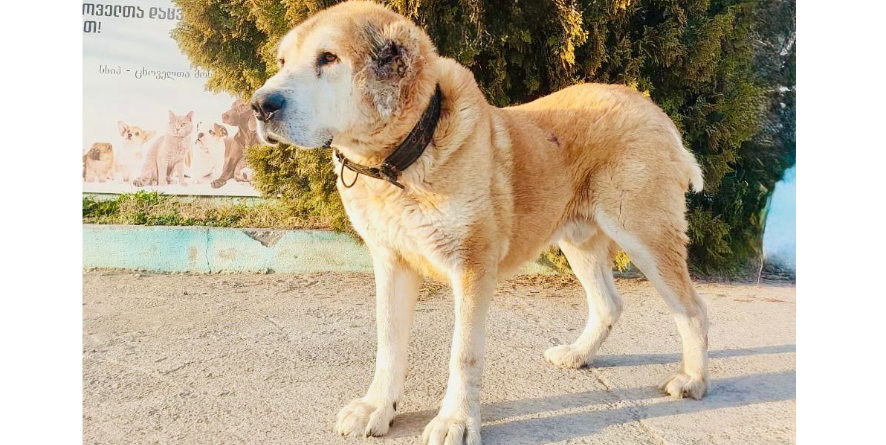 დაკარგული ნაგაზის მეტისი თავშესაფარშია