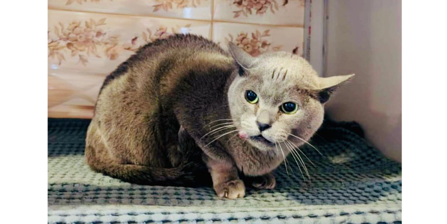 დაკარგული კატა თავშესაფარშია