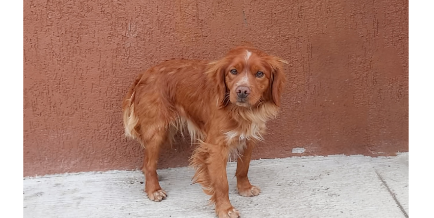 დაკარგული მეტისი თავშესაფარშია