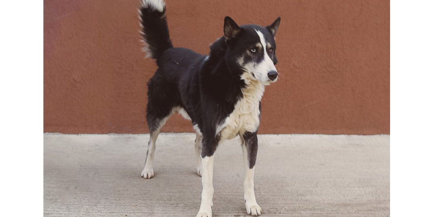 დაკარგული ჰასკის მეტისი თავშესაფარშია