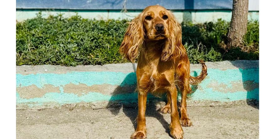 დაკარგული კოკერ სპანიელი ან კოკერ სპანიელის მეტისი თავშესაფარშია