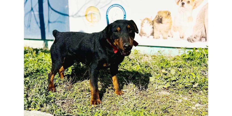 დაკარგული იაგდ ტერიერი ან იაგდ ტერიერის მეტისი თავშესაფარშია