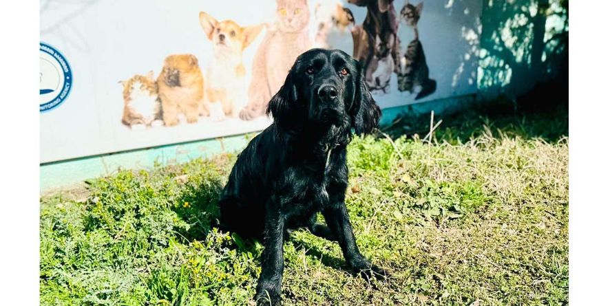 დაკარგული კოკერ სპანიელი ან კოკერ სპანიელის მეტისი თავშესაფარშია