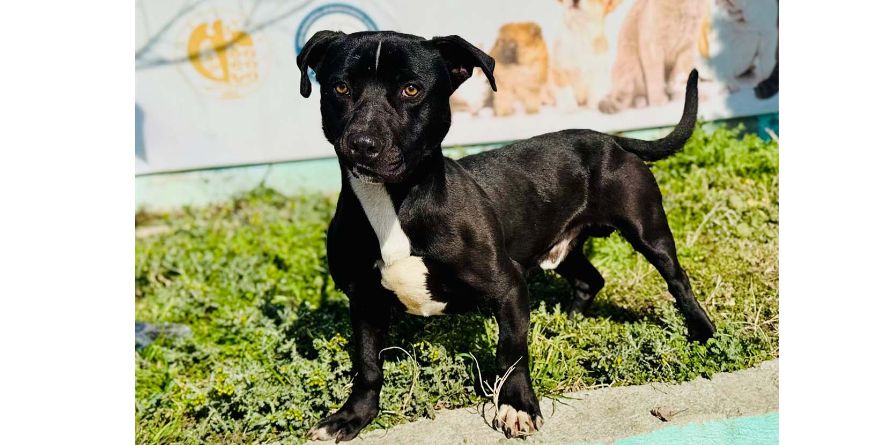 დაკარგული პიტ ბულის მეტისი თავშესაფარშია