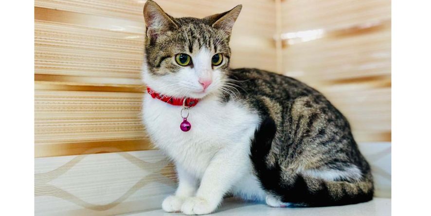 თავშესაფრიდან ჩუქდება კატა