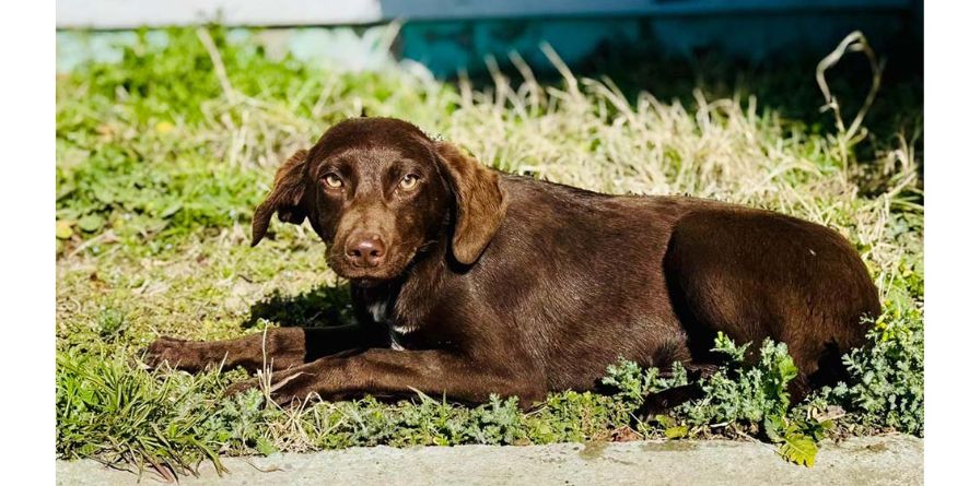 კურცჰაარის ან კურცჰაარის ორი დაკარგული  მეტისი თავშესაფარშია