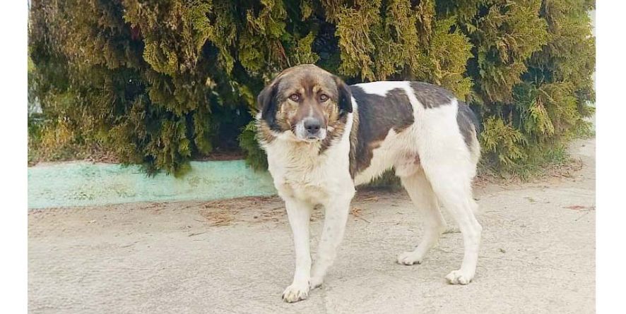 დაკარგული მეტისი თავშესაფარშია