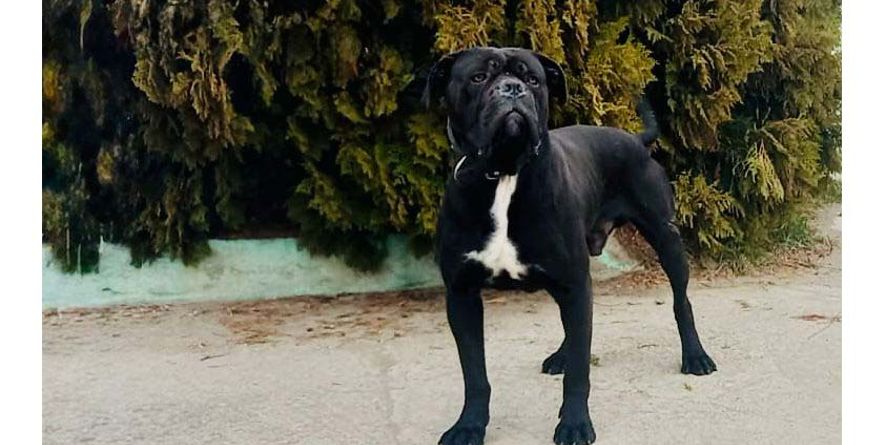 დაკარგული კანე კორსო ან კანე კორსოს მეტისი თავშესაფარშია