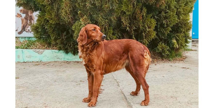 დაკარგული სეტერი ან სეტერის მეტისი თავშესაფარშია