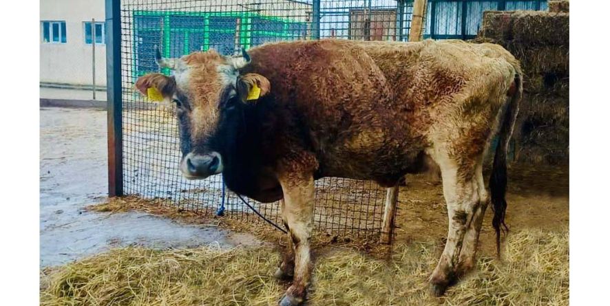 დაკარგული ძროხა თავშესაფარშია