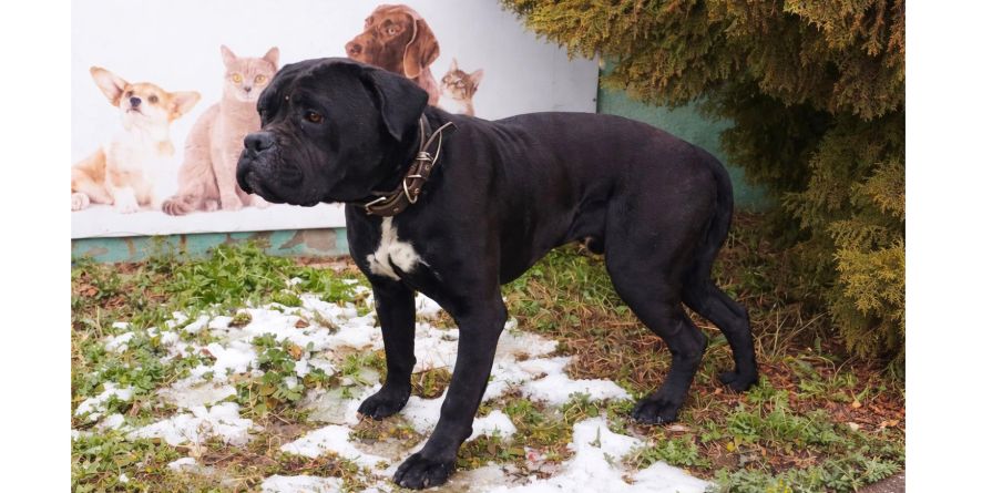 დაკარგული კანე კორსო ან კანე კორსოს მეტისი თავშესაფარშია