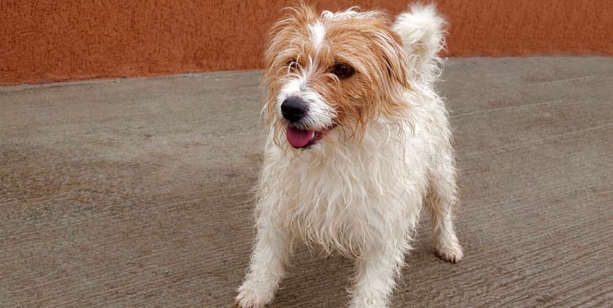 დაკარგული ჯეკ რასელ ტერიერი ან ჯეკ რასელ ტერიერის მეტისი თავშესაფარშია