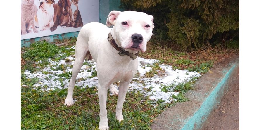 დაკარგული პიტბული ან პიტბულის მეტისი თავშესაფარშია