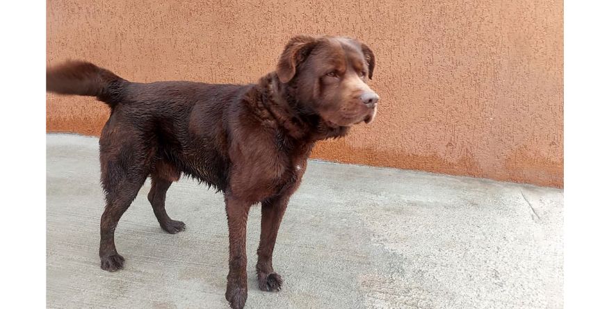 დაკარგული მეტისი თავშესაფარშია