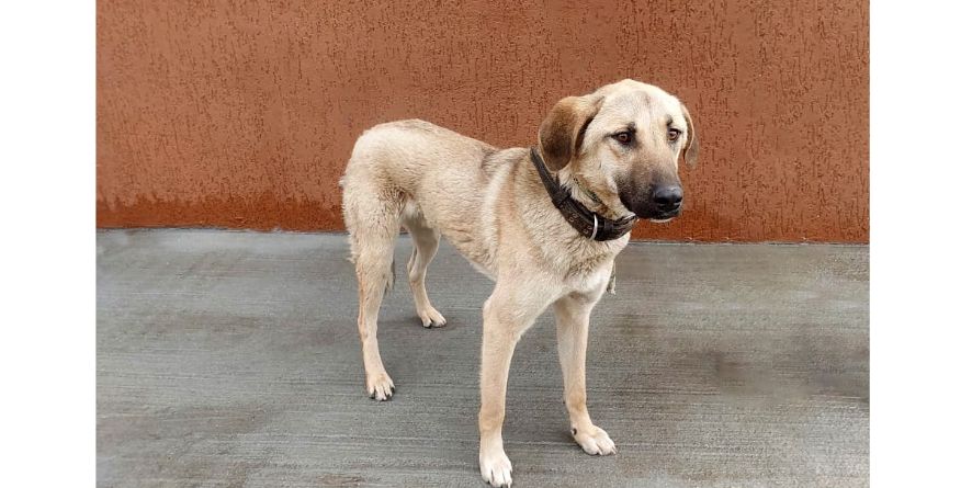 დაკარგული მეტისი თავშესაფარშია