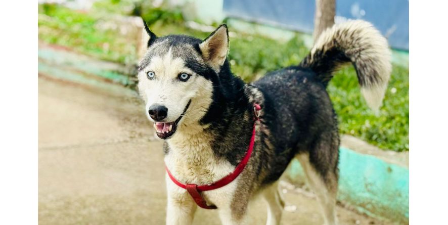 დაკარგული ჰასკი ან ჰასკის მეტისი თავშესაფარშია