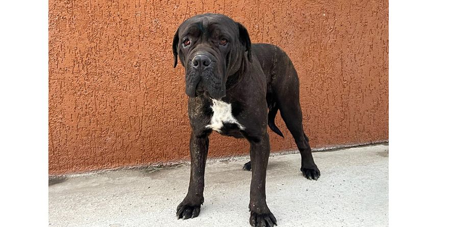 დაკარგული კანე კორსო ან კანე კორსოს მეტისი თავშესაფარშია