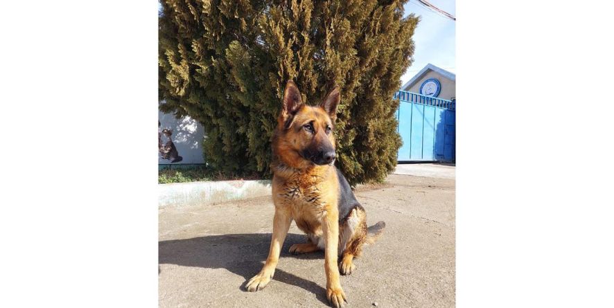 დაკარგული გერმანული ნაგაზის მეტისი თავშესაფარშია