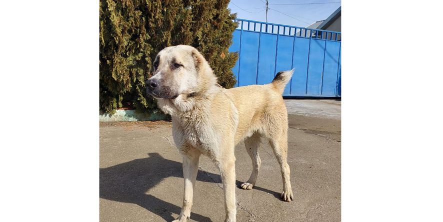 დაკარგული ნაგაზის მეტისი თავშესაფარშია