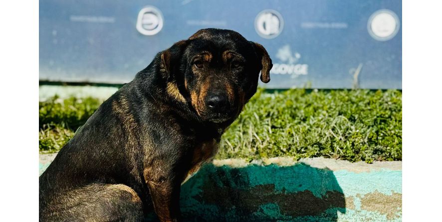 დაკარგული მეტისი თავშესაფარშია