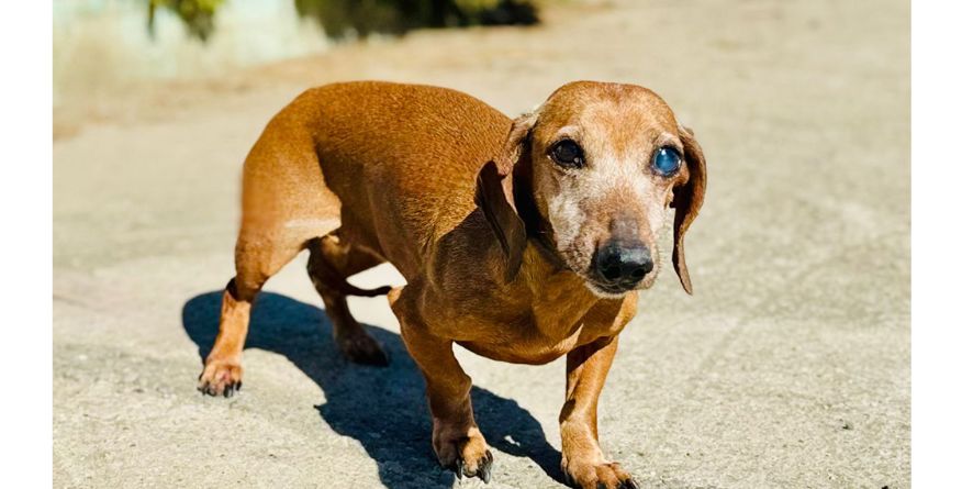 დაკარგული ტაქსა ან ტაქსას მეტისი თავშესაფარშია
