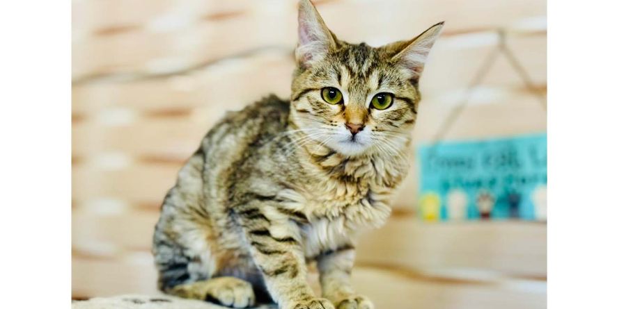 თავშესაფრიდან ჩუქდება კატა