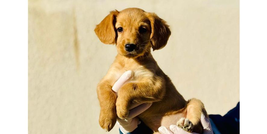 თავშესაფრიდან ჩუქდება კოკერის ან კოკერის მეტისი ლეკვი