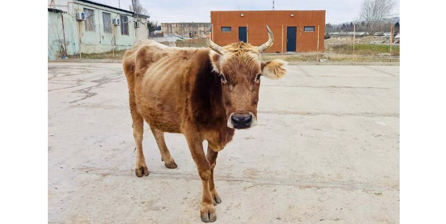 დაკარგული ძროხა თავშესაფარშია