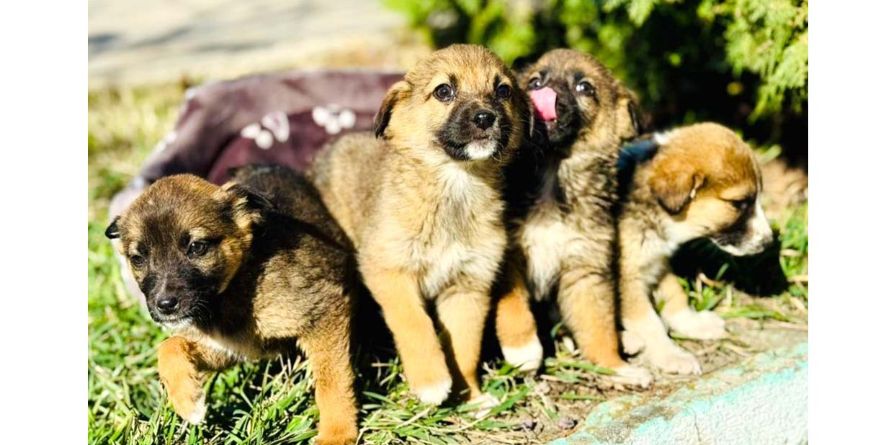 თავშესაფრიდან ჩუქდება ოთხი მეტისი ლეკვი