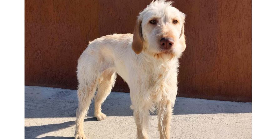 დაკარგული დრათჰაარის მეტისი თავშესაფარშია