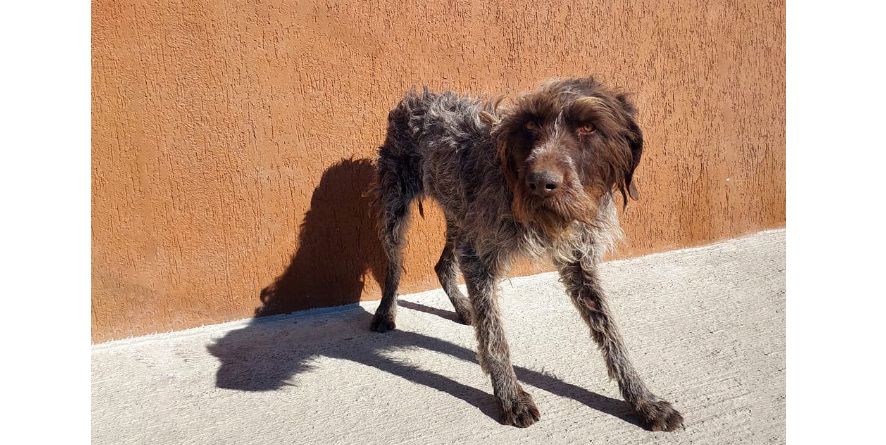 დაკარგული დრათჰაარი ან დრათჰაარის მეტისი თავშესაფარშია