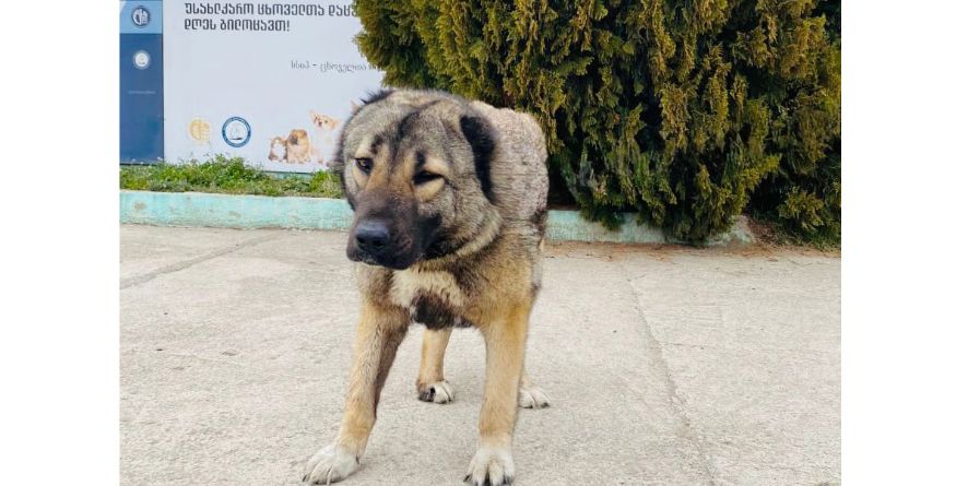 დაკარგული ნაგაზის მეტისი თავშესაფარშია