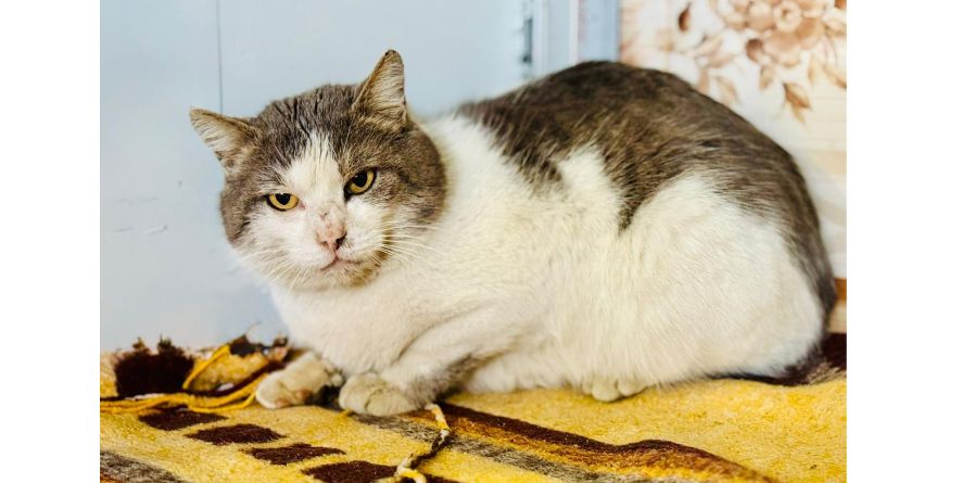 დაკარგული კატა თავშესაფარშია