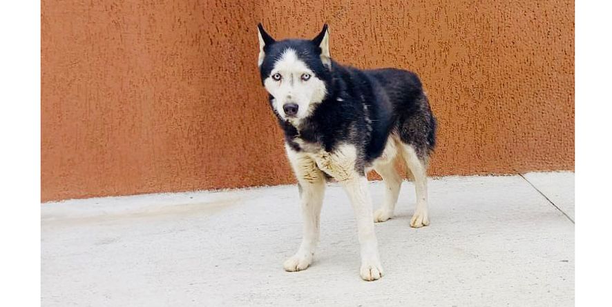 დაკარგული ჰასკი ან ჰასკის მეტისი თავშესაფარშია