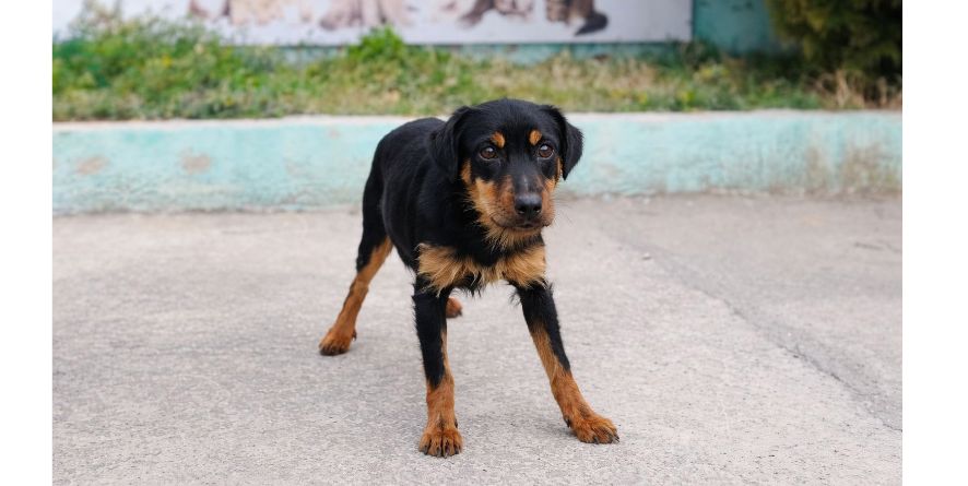 დაკარგული იაგდ ტერიერი ან იაგდ ტერიერის მეტისი თავშესაფარშია