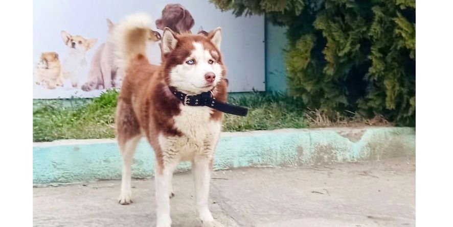 დაკარგული ჰასკი ან ჰასკის მეტისი თავშესაფარშია