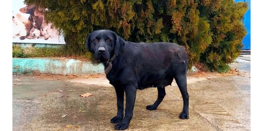 დაკარგული ლაბრადორი ან ლაბრადორის მეტისი თავშესაფარშია