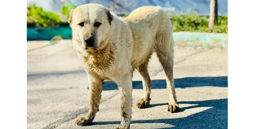 დაკარგული ნაგაზის მეტისი თავშესაფარშია