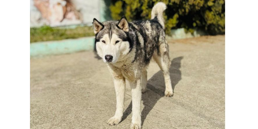 თავშესაფრიდან ჩუქდება ჰასკი ან ჰასკის მეტისი