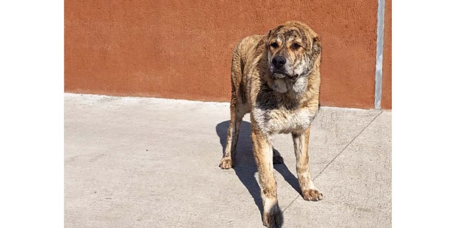 დაკარგული მეტისი თავშესაფარშია