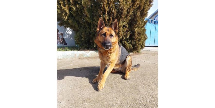 მუნიციპალური თავშესაფრიდან ჩუქდება გერმანული ნაგაზის მეტისი