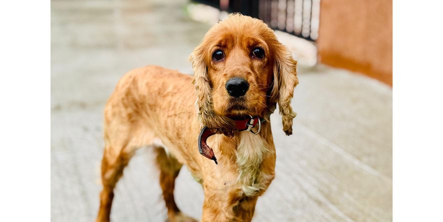 თავშესაფრიდან ჩუქდება კოკერ სპანიელი ან კოკერ სპანიელის მეტისი