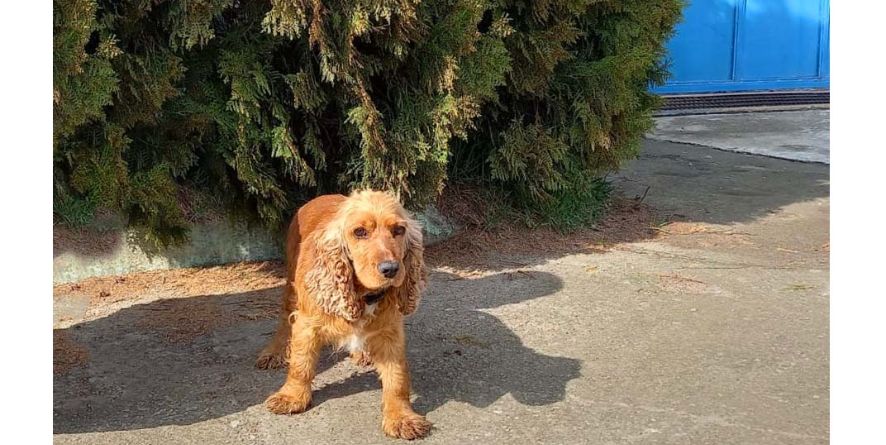 დაკარგული კოკერ სპანიელი ან კოკერ სპანიელის მეტისი თავშესაფარშია