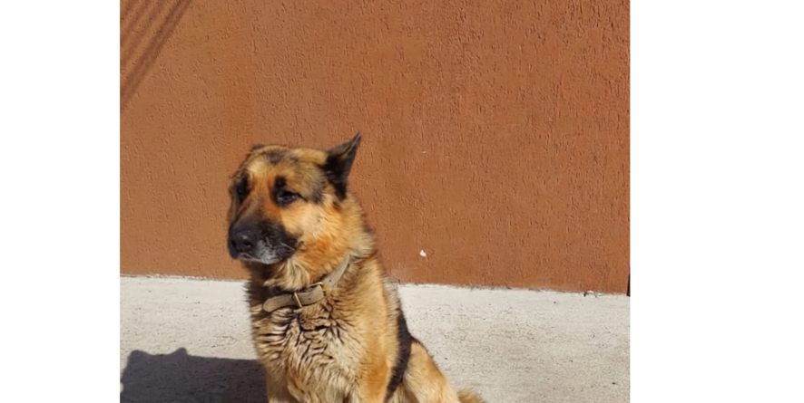 დაკარგული ნაგაზის მეტისი თავშესაფარშია